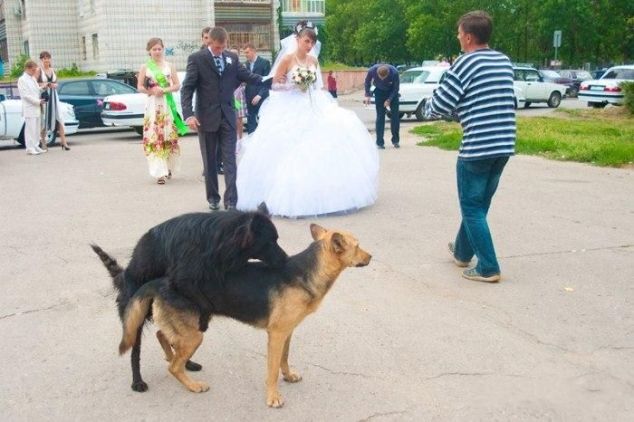 dog hump wedding