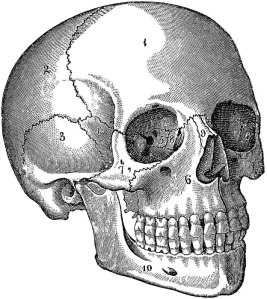 skull