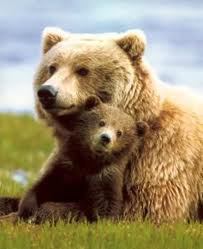 grizzly-mama-with-cub
