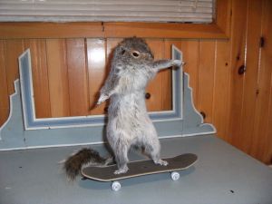 squirrel skateboard