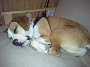 Lucy sleeping