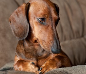 Ponderous-Dachshund