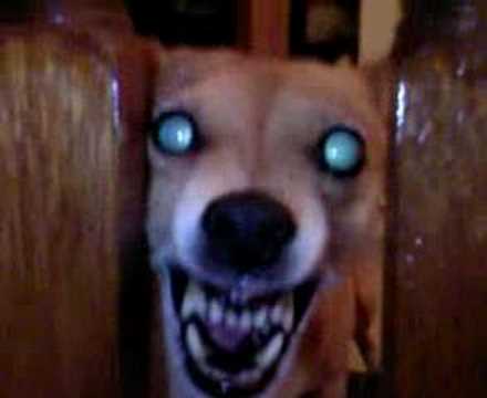 psycho chihuahua