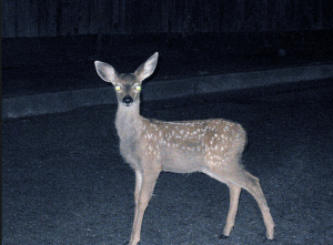 Deer-in-the-Headlights