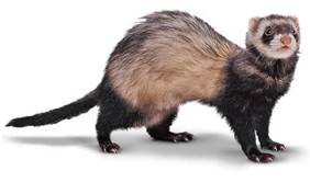 ferret